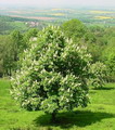 شاه بلوط هندی